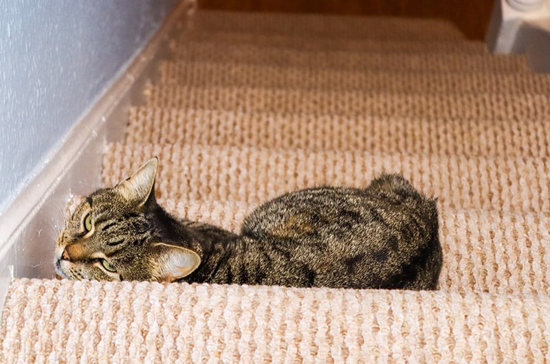 grumpy cat resting on the stairs