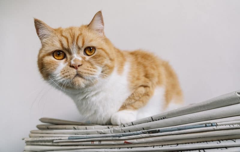 grumpy cat sits on a newspaper stack
