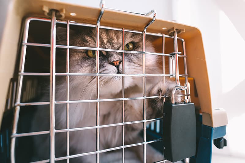 grumpy persian cat inside the carrier