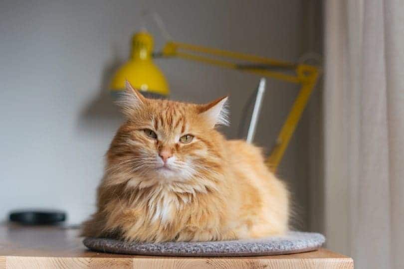 grumpy red tabby cat sitting on a mat