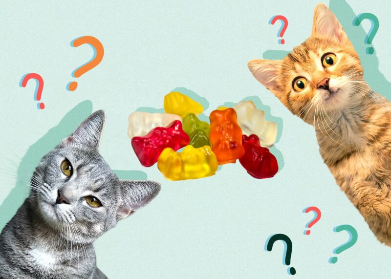 Can Cats Eat gummy-bears