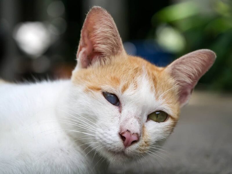 half blind cat on the ground