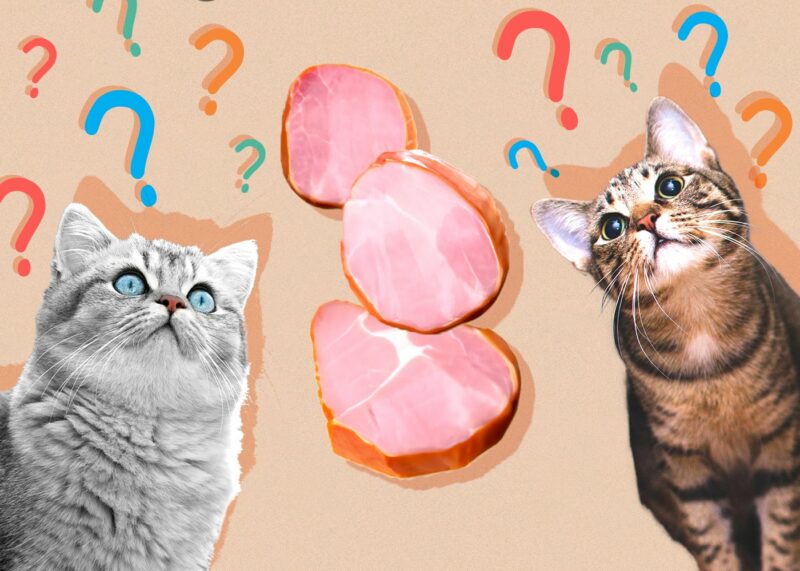 Can Cats Eat ham
