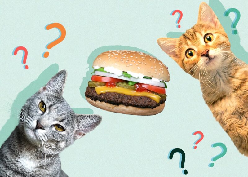 Cat munching on a hamburger