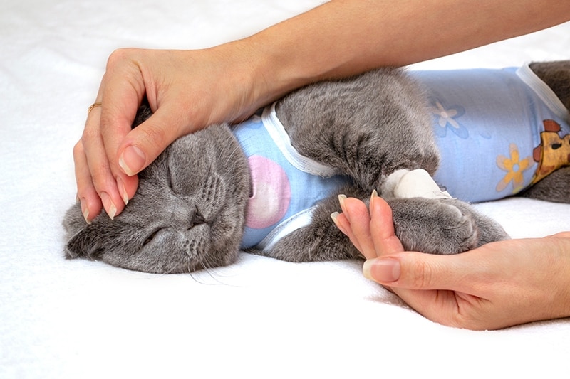 hand comforting a scottish fold cat after surgery