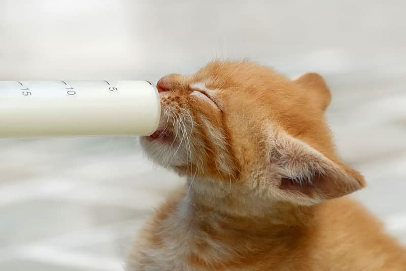 hand-feeding an orphaned kitten with milk replacer in a syringe