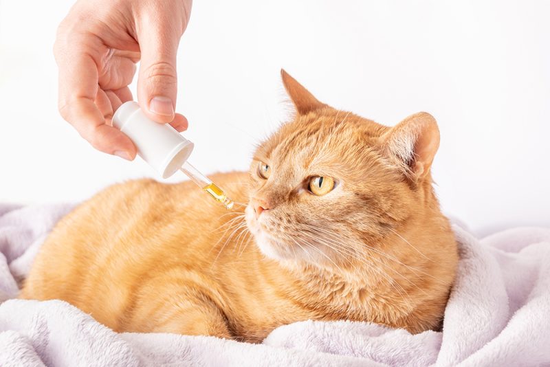 hand giving ginger cat some supplement using dropper