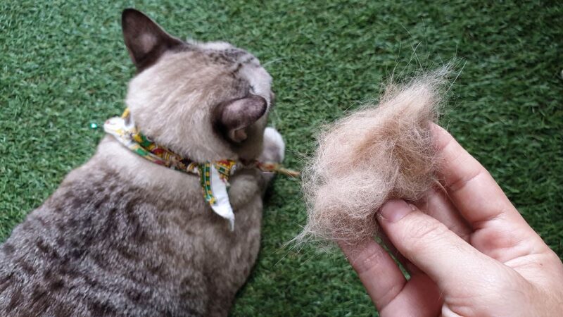 hand holding cat shedded hair