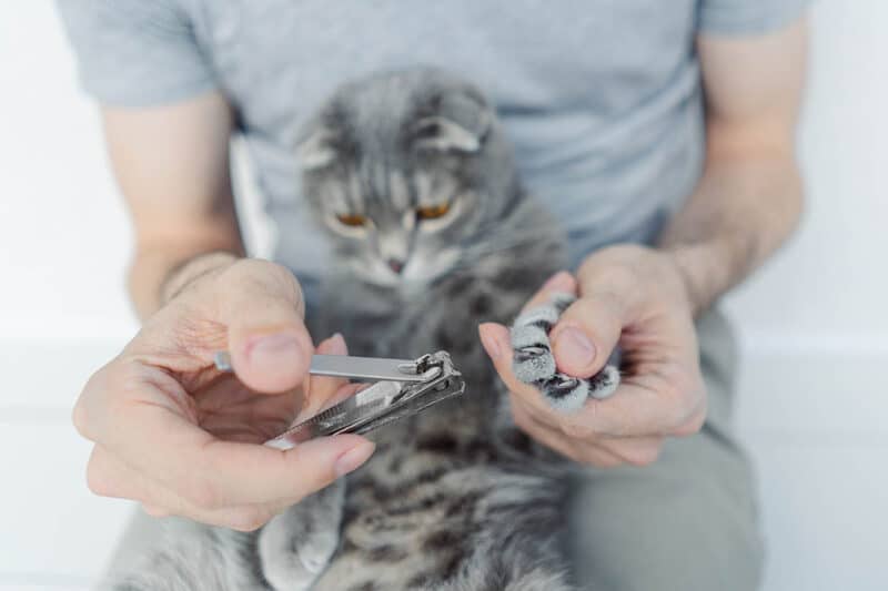 hand holding human nail clipper and cat paw
