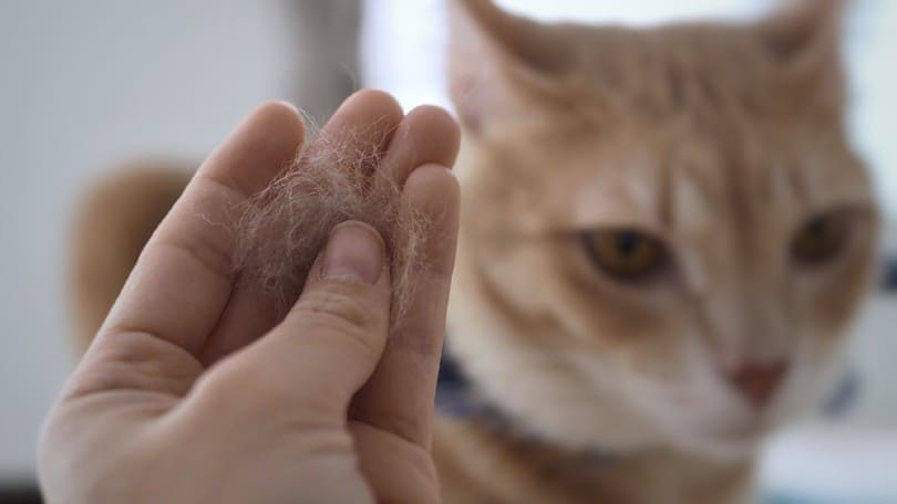 hand holding pet fur clump with blurred cat
