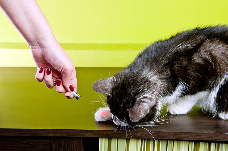 hand of a woman pointing laser on cat's paw