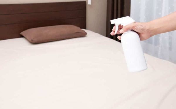 Will Bed Bug Spray Hurt My Cat What You Should Know Catster