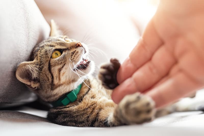 hand touching cat's paw