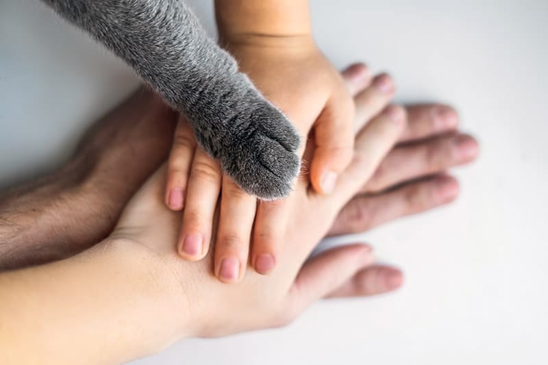 hands of man and woman with cat paw