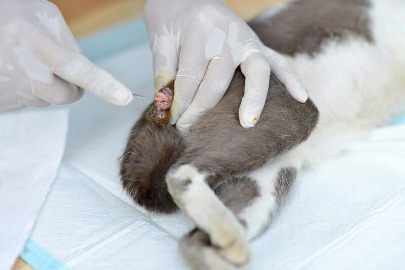 hands of veterinarian with gloves neutering the cat