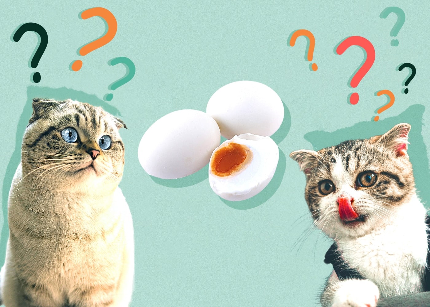 Can Cats Eat hardboiled-egg