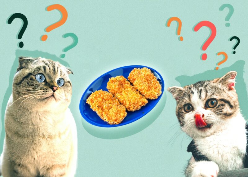 Can Cats Eat hash-browns