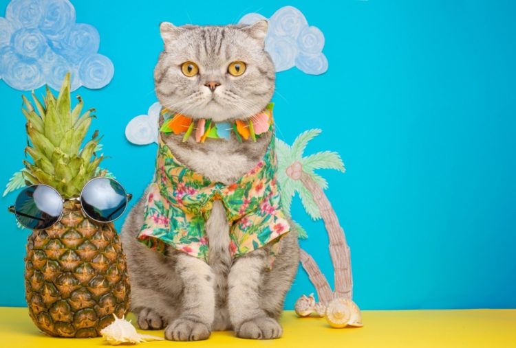 hawaiian cat with pineapple