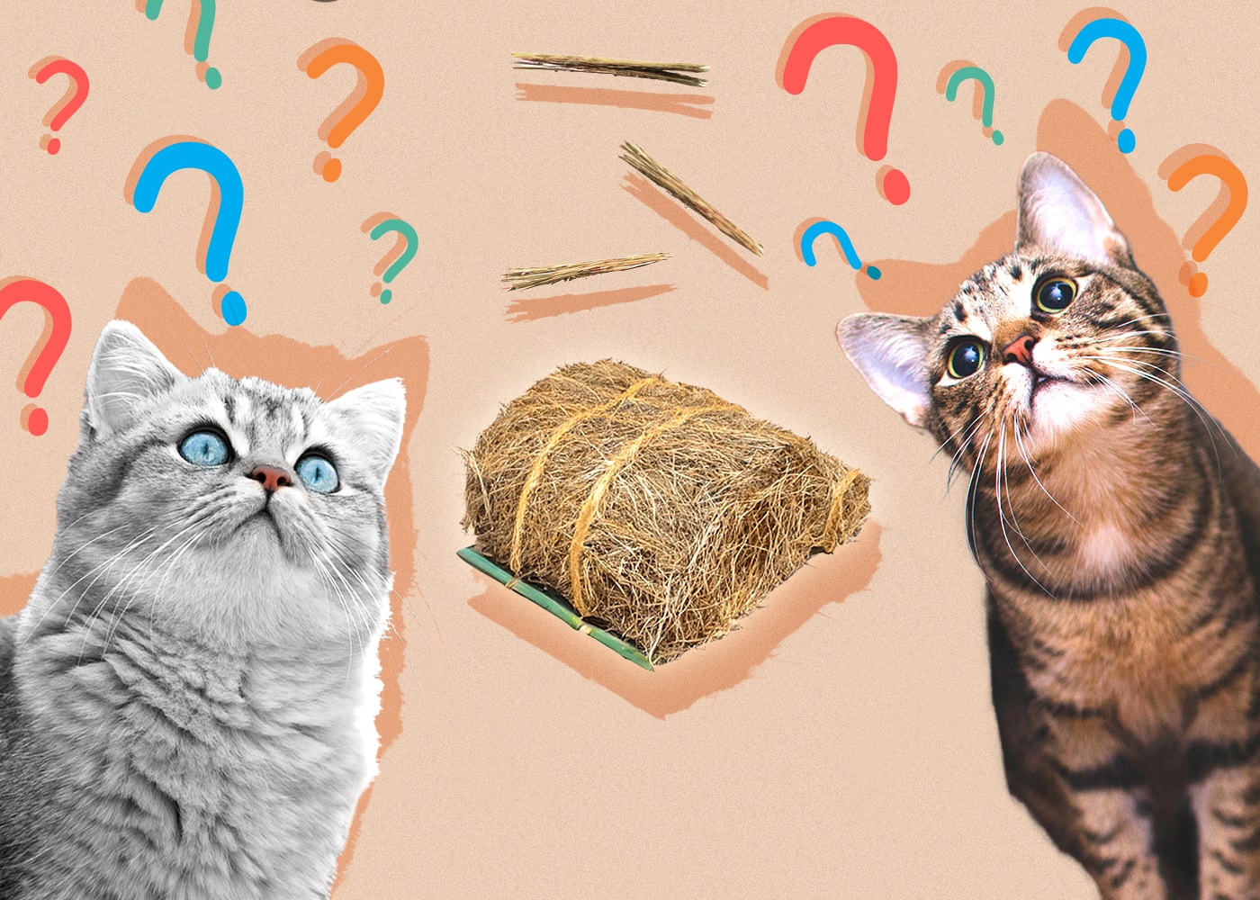 Can Cats Eat Hay