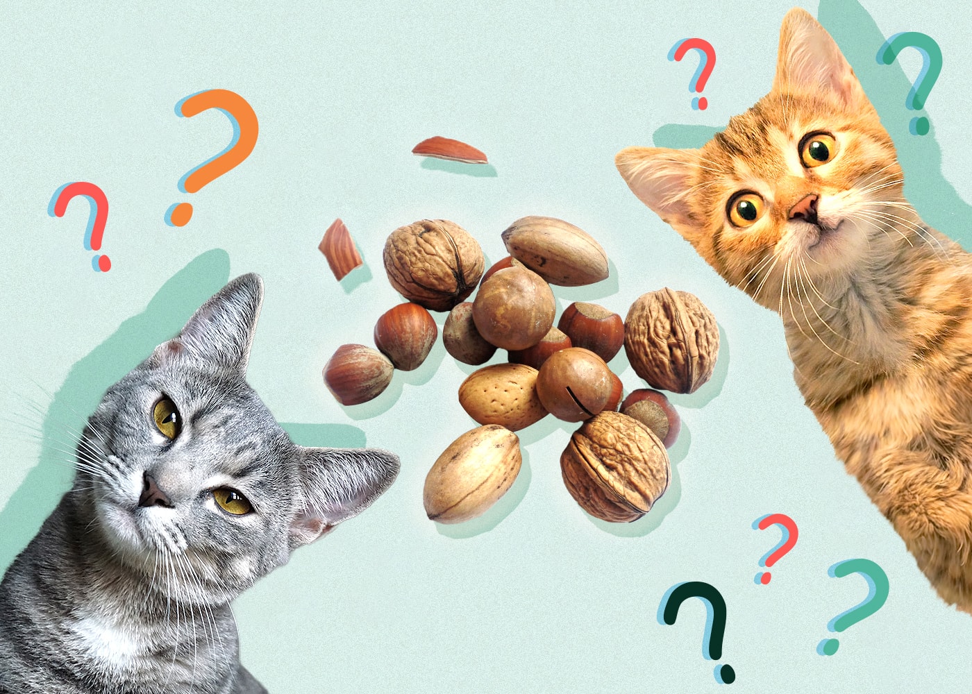 Can Cats Eat hazelnuts