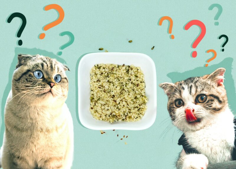 Can Cats Eat Hemp Seeds
