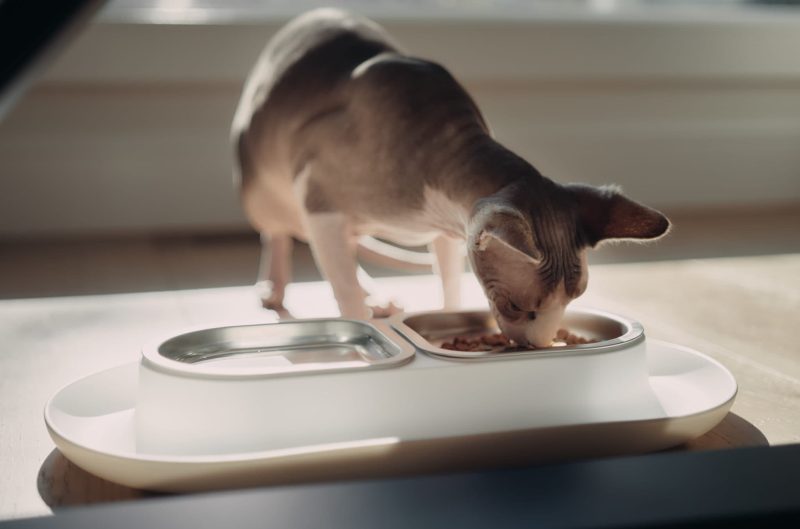 hepper nomnom cat bowl