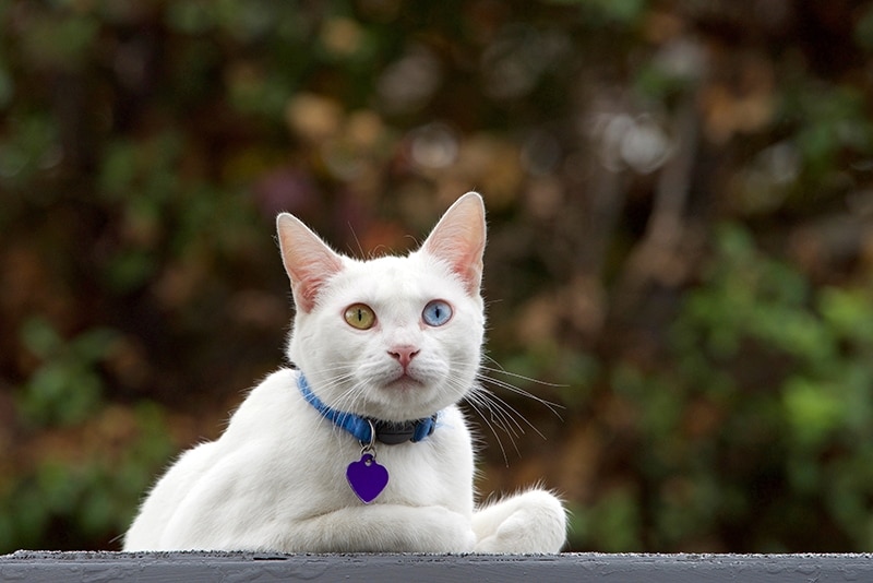 heterochromatic white cat wearing blue collar with identification tag