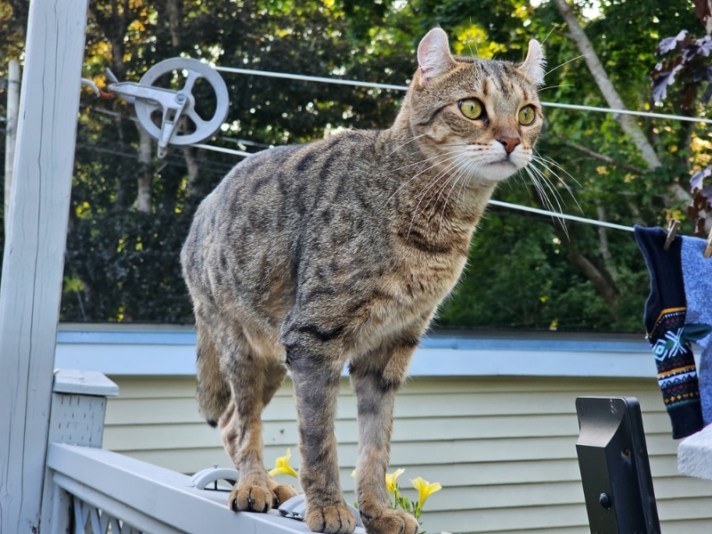 highlander cat standing on a deck railing