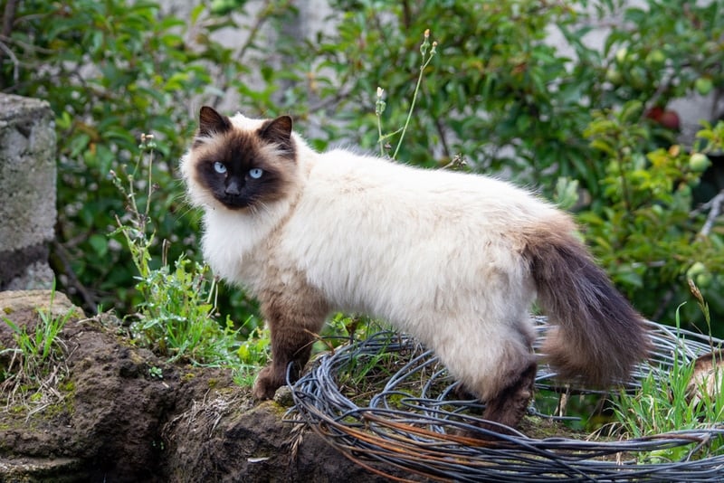 himalayan cat outdoor