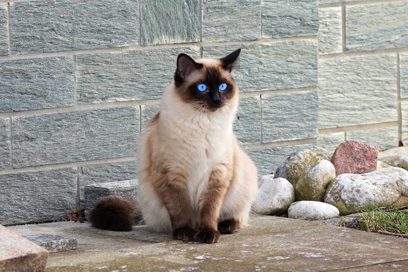 himalayan cat sitting beside stones