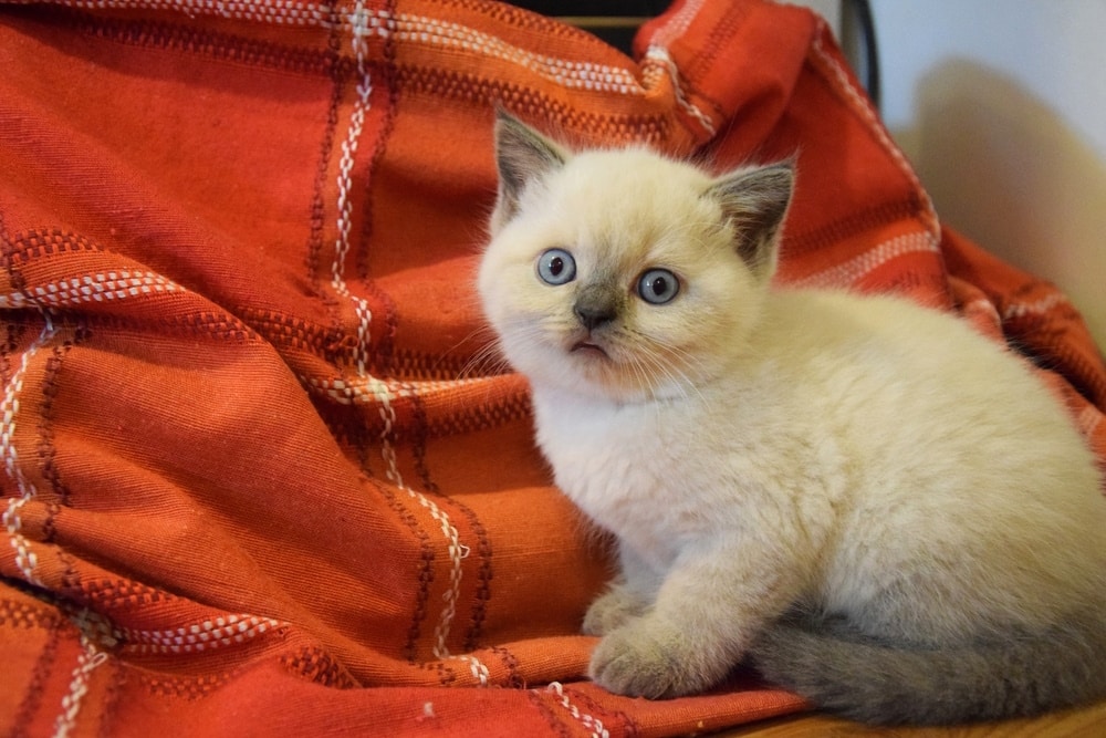 himalayan kitten