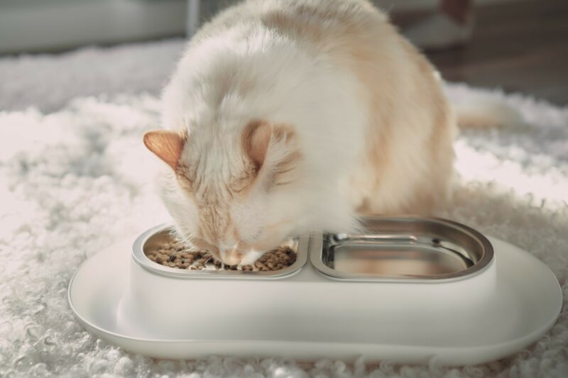 himalayan persian cat eating hepper nom nom bowl