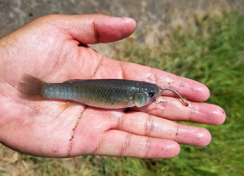Holding a minnow on the fishing hook