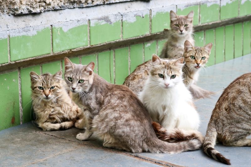homeless cats huddled together in a pack