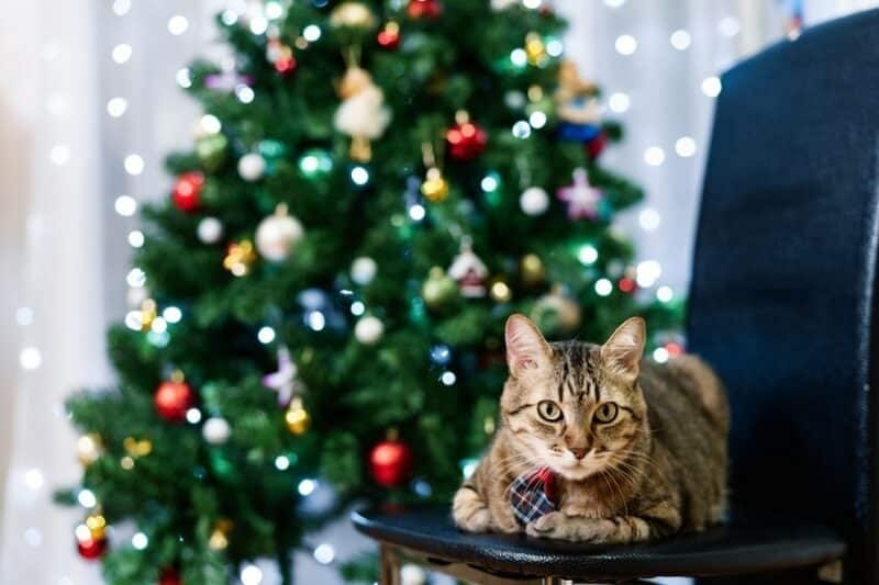 homemade gray tabby cat in a plaid tie with a Christmas tree