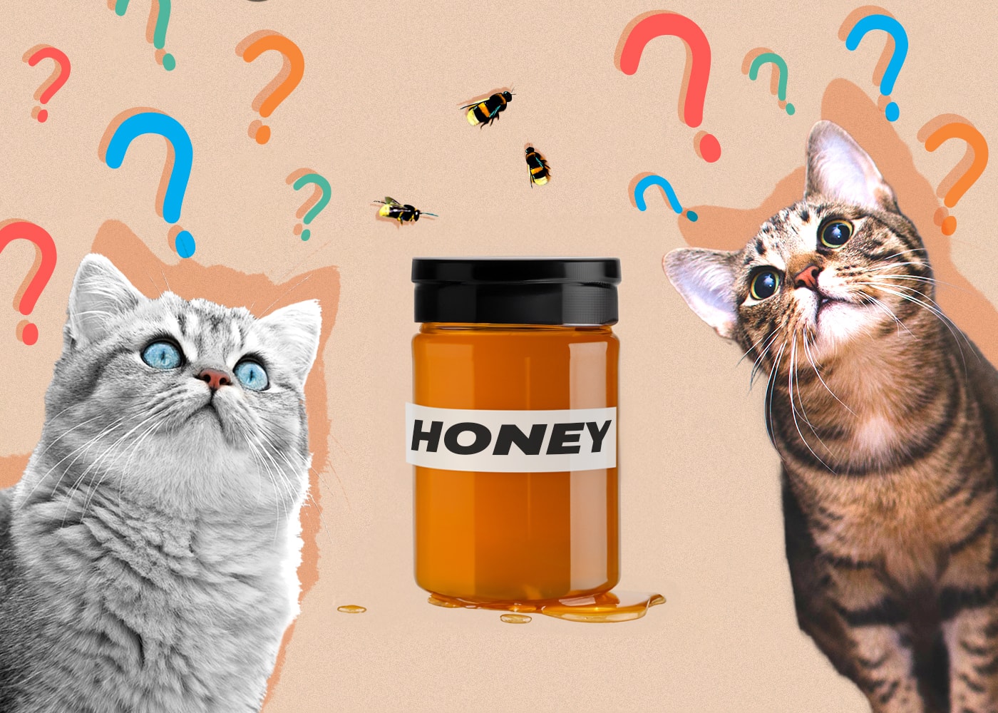 Can Cats Eat Honey