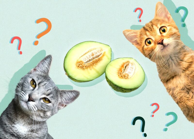 Can Cats Eat honeydew