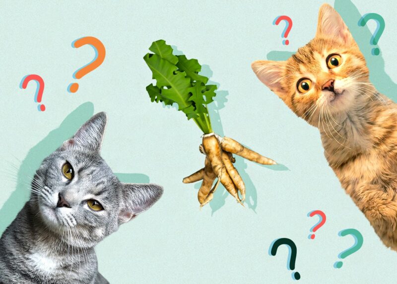 Can Cats Eat Horseradish