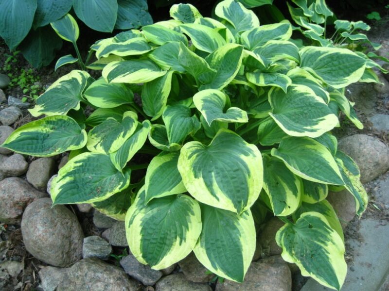 hosta plant