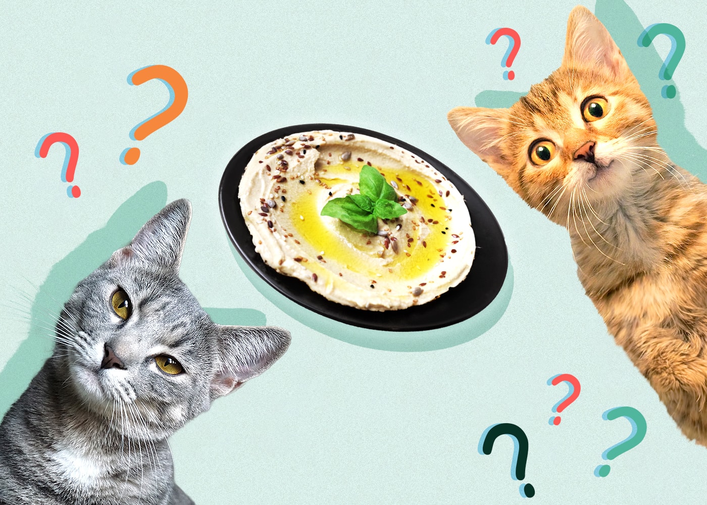 Can Cats Eat hummus