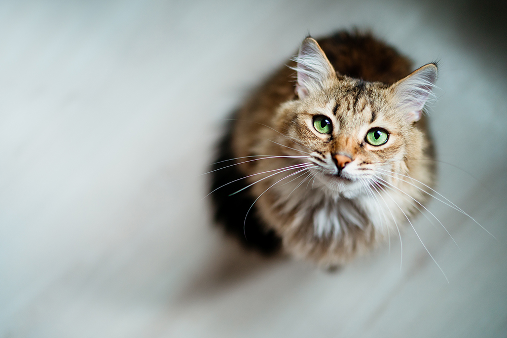 Hungry cat with green eyes looking up