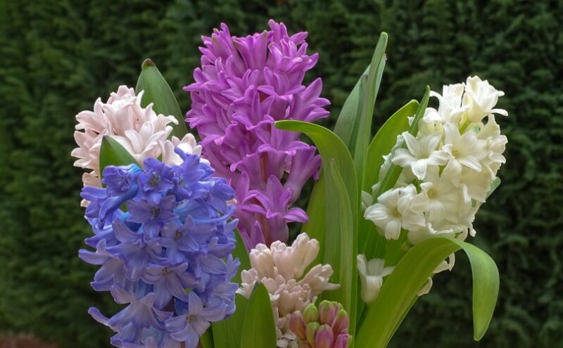 hyacinths flowers