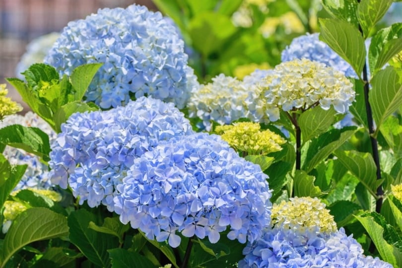 hydrangeas flowers