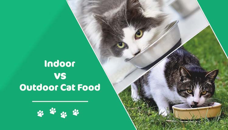 indoor vs outdoor cat food