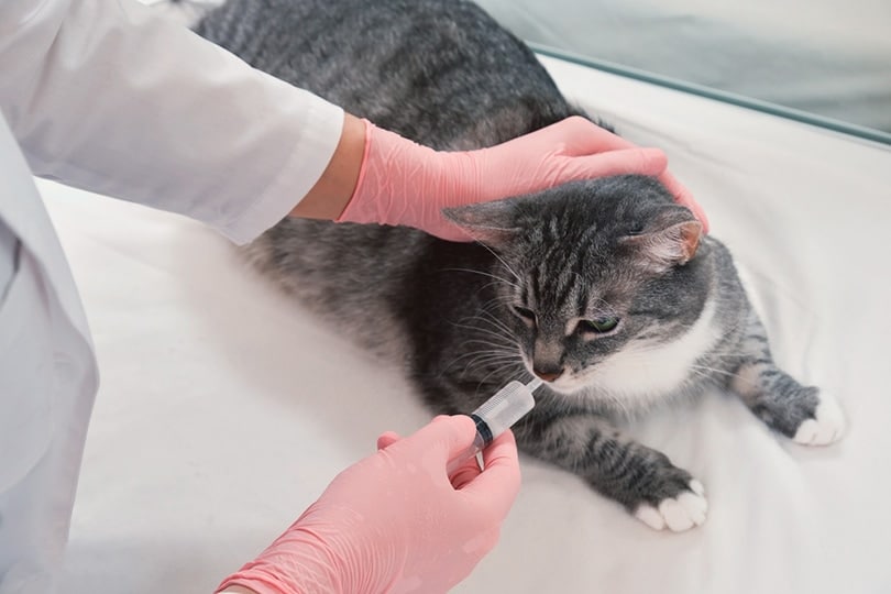 infusion of liquid medicine by a veterinarian