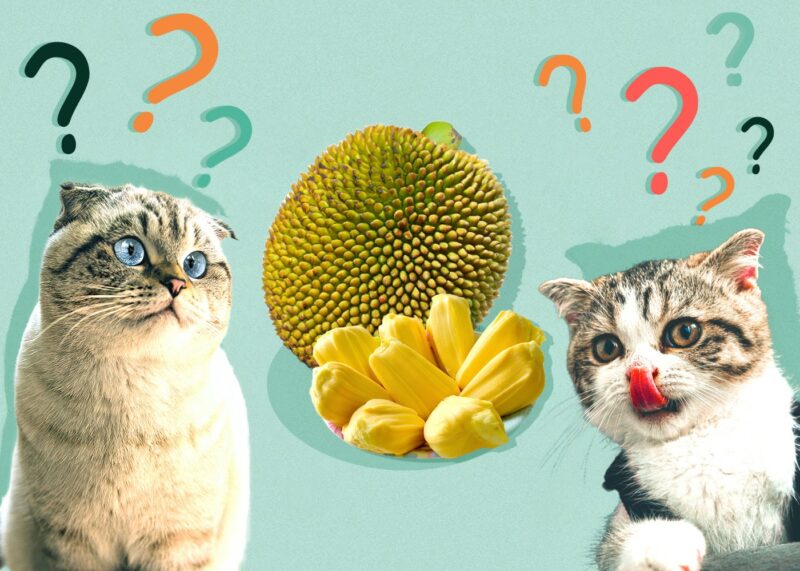 Can Cats Eat Jackfruit