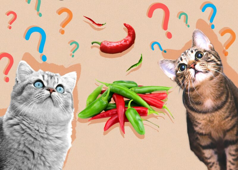 Can Cats Eat jalapenos