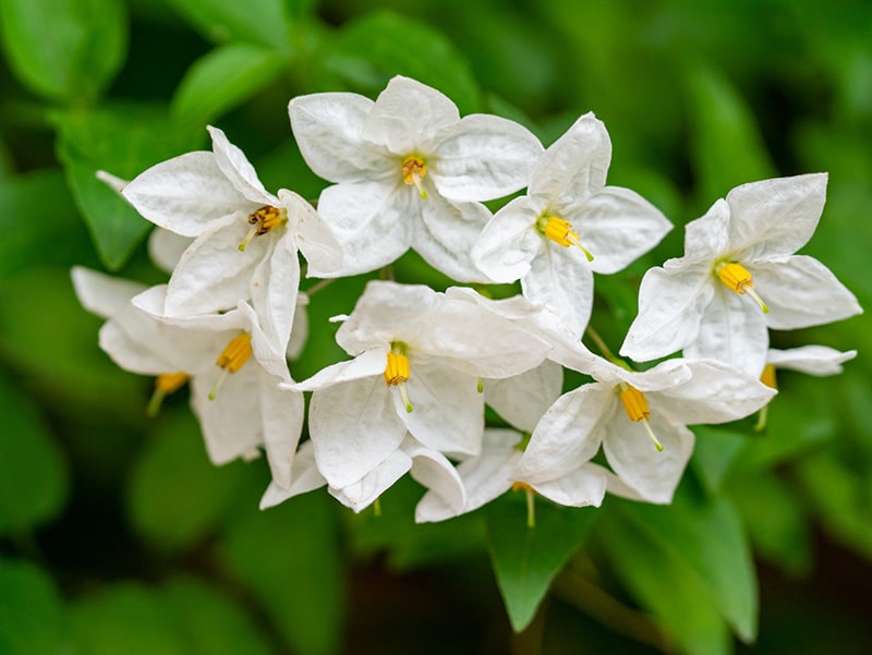 jasmine flowers up close