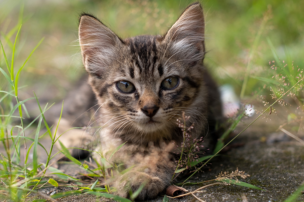 javanese kitten lying on the ground