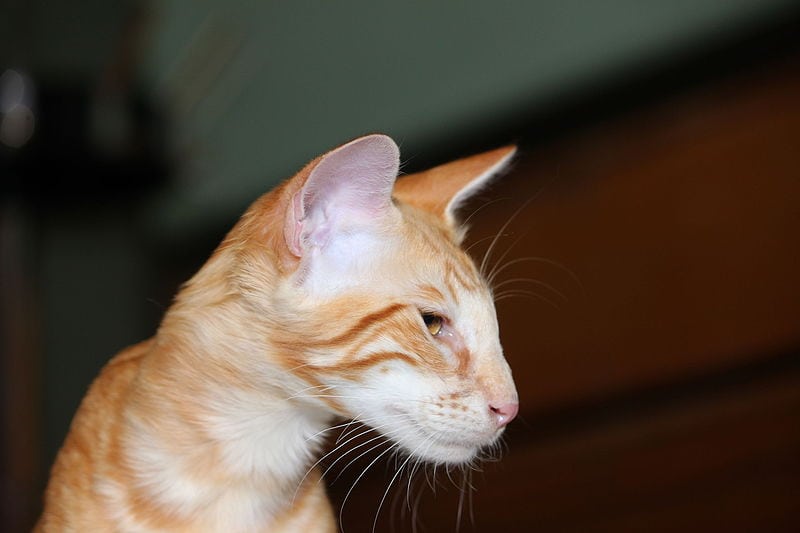 javanese side view